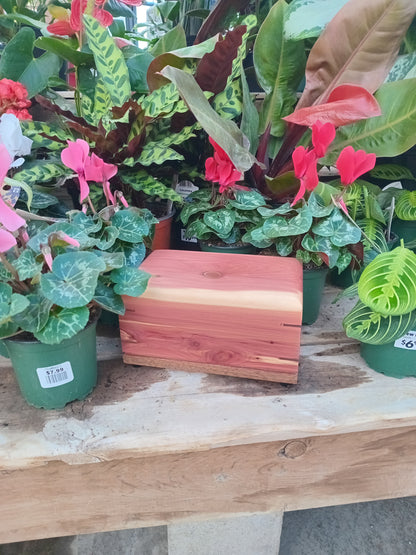 Sunset Red Cedar Woodbox Urn For Ashes