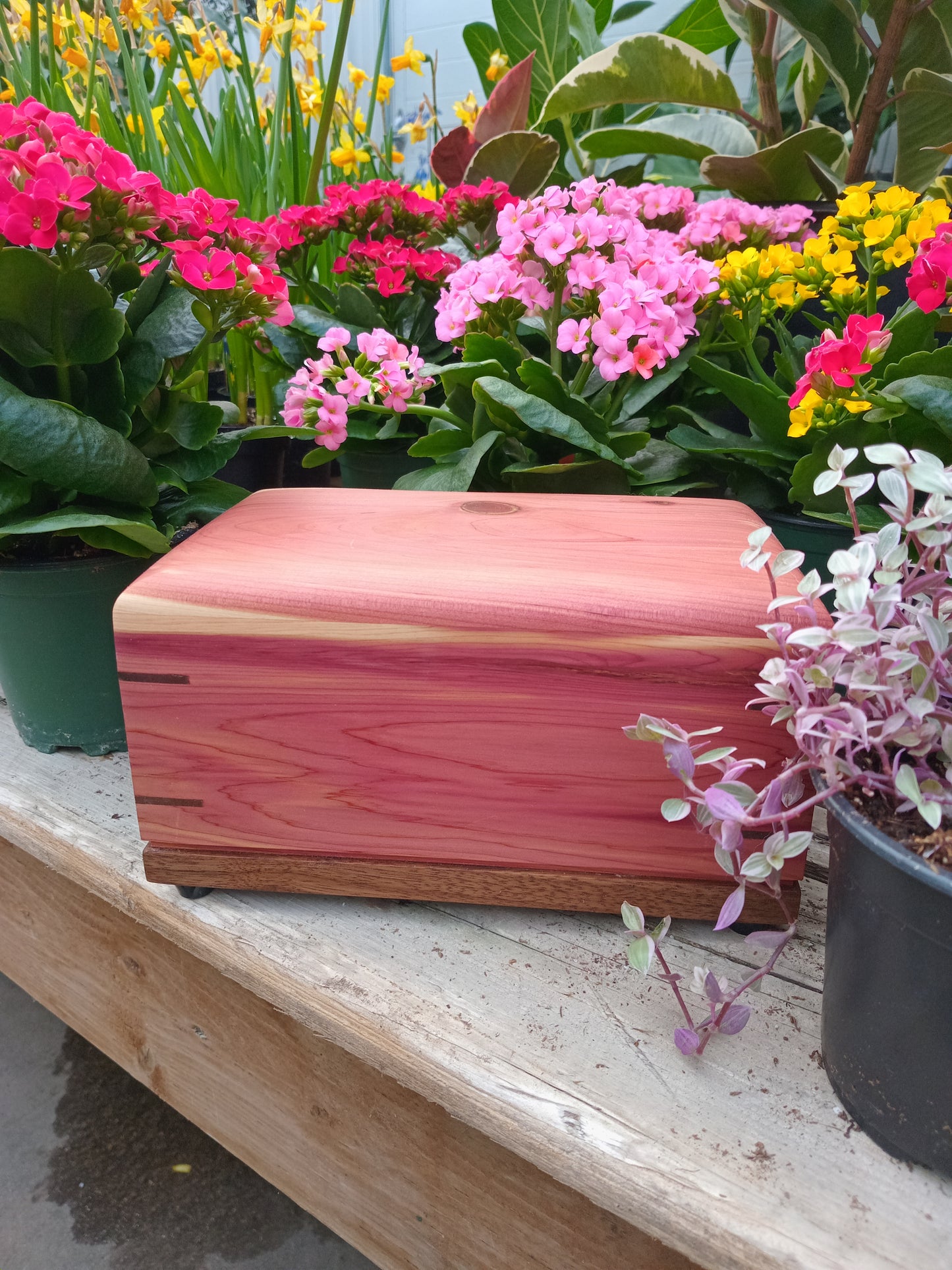 Sunset Red Cedar Woodbox Urn For Ashes